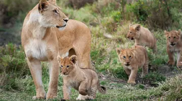 Kenia Classic De Luxe