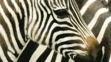 Kenia Classic De Luxe