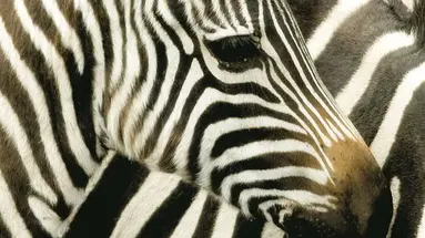 Kenia Classic De Luxe