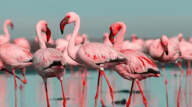 Kenia Classic De Luxe