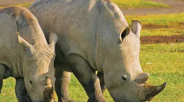 Kenia Classic De Luxe