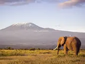 Kenia Classic De Luxe