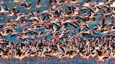 Kenia Classic De Luxe