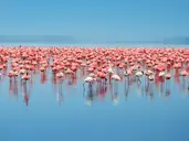 Kenia Classic De Luxe