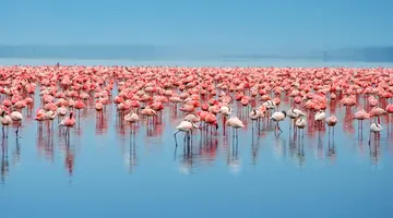 Kenia Classic De Luxe