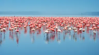 Kenia Classic De Luxe