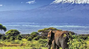 Kenia Classic De Luxe