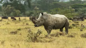 Kenia Classic De Luxe