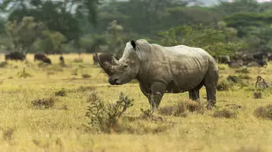 Kenia Classic De Luxe