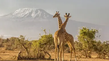 Kenia Classic De Luxe