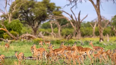 Kenia Classic