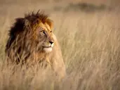Kenia Classic