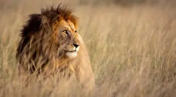 Kenia Classic