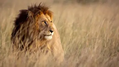 Kenia Classic