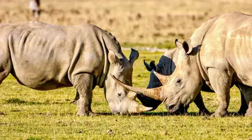 Kenia Classic