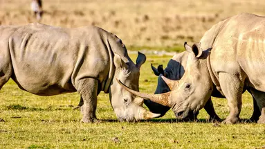 Kenia Classic