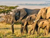Kenia Classic