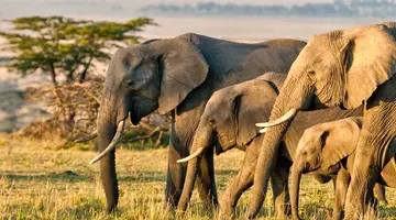 Kenia Classic