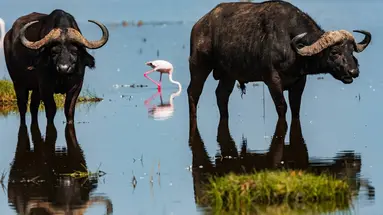 Kenia Classic