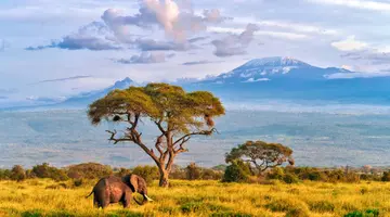 Kenia Classic