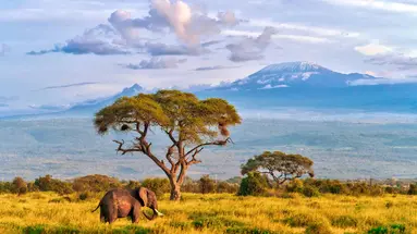 Kenia Classic
