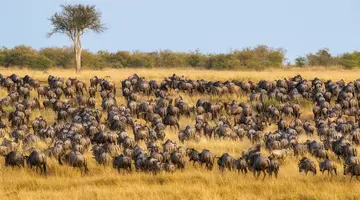 Kenia Classic
