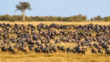 Kenia Classic