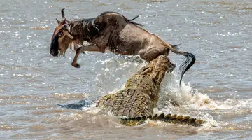 Kenia Classic