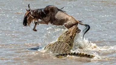 Kenia Classic