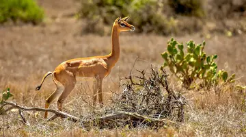 Kenia Classic