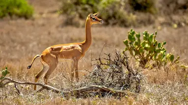 Kenia Classic