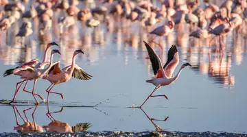 Kenia Classic