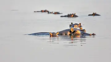 Kenia Classic