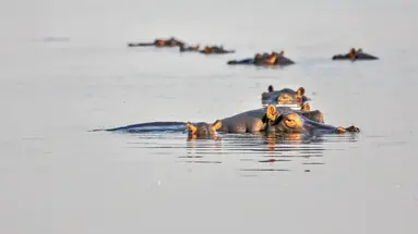 Kenia Classic