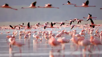 Kenia Classic