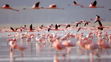 Kenia Classic