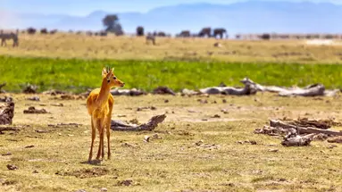 Kenia Classic
