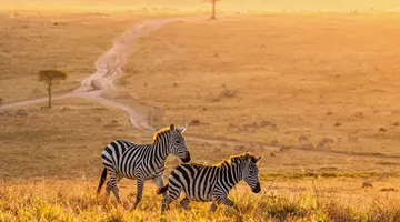 Kenia Classic
