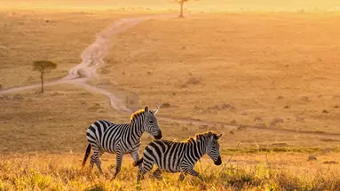 Kenia Classic