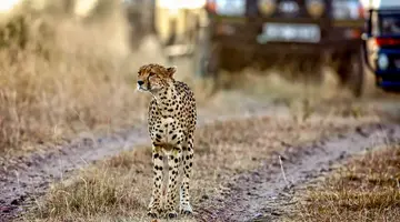 Kenia Classic