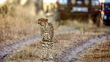 Kenia Classic