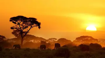Kenia Classic
