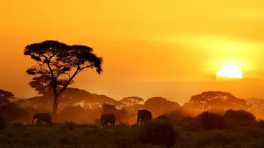 Kenia Classic