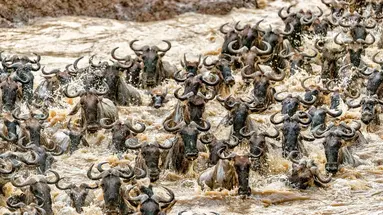 Kenia Classic