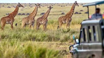 Kenia Classic