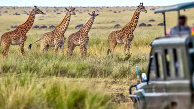 Kenia Classic