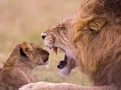 Kenia i Tanzania - W poszukiwaniu źródeł Nilu