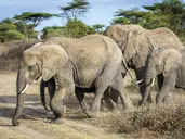 Kenia i Tanzania - W poszukiwaniu źródeł Nilu