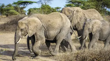 Kenia i Tanzania - W poszukiwaniu źródeł Nilu