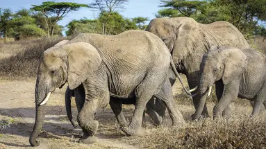 Kenia i Tanzania - W poszukiwaniu źródeł Nilu